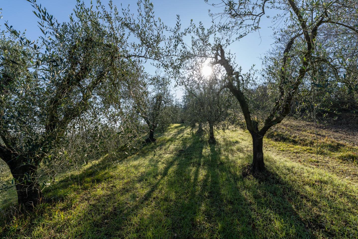 Terreno agricolo in vendita a Casciana Terme Lari (PI)