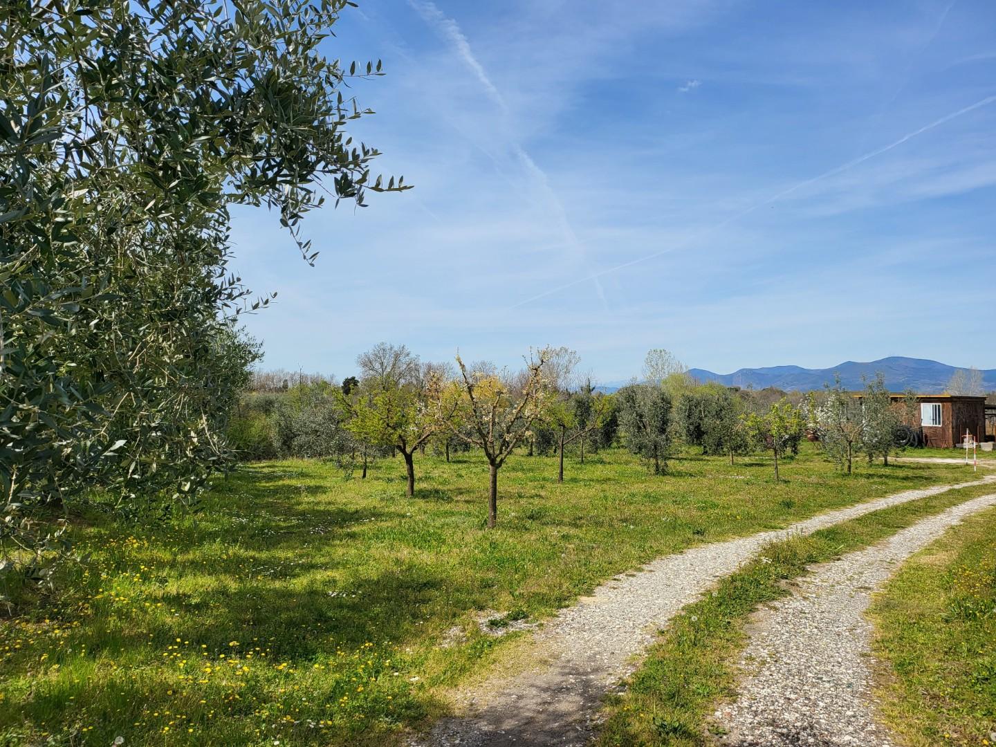 Terreno agricolo in vendita a Casciana Terme Lari (1/7)