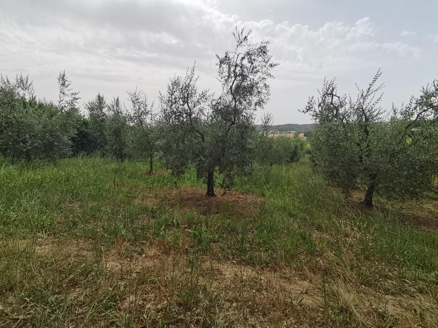 Agricultural plot for sale in Capannoli (PI)