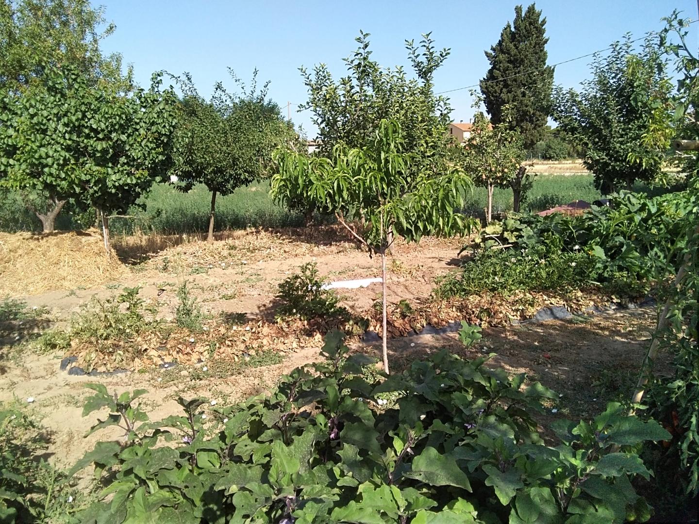 Agricultural plot for sale in Campiglia Marittima (LI)