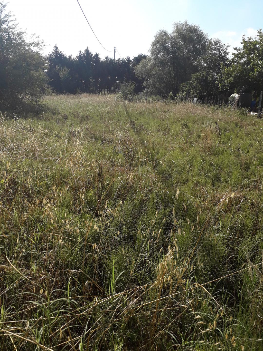 Terreno agricolo in vendita a Pieve a Nievole (PT)