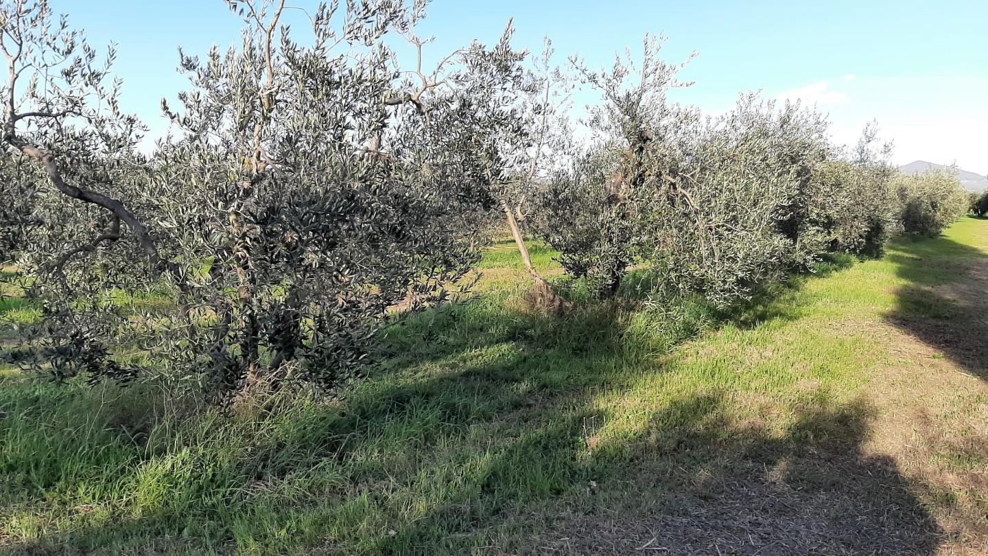 Terreno agricolo in vendita a Vada, Rosignano Marittimo (LI)