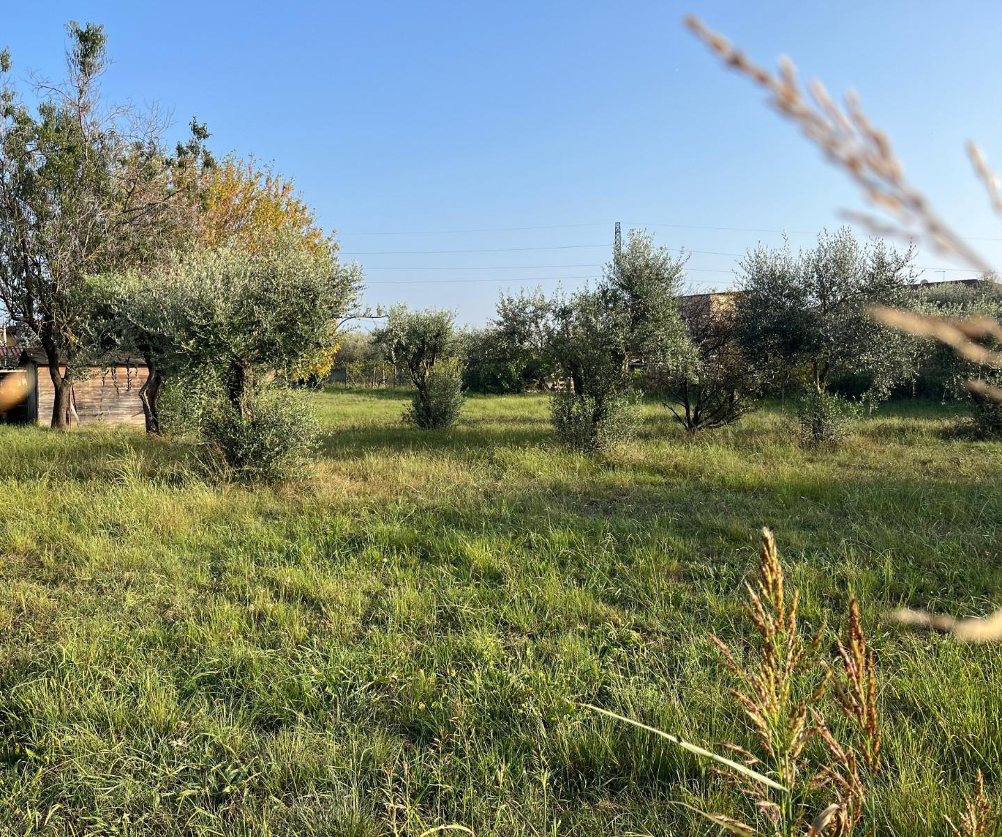 Massa
Terreno agricolo in vendita - Rif. 132 
Zona campagna, a metà strada tra centro città e mare, vendesi bellissimo terreno di forma regolare, (mq. 2370) con accesso da strada privata.  fornito di utenza (acqua ). in parte piantumato ad uliveto.