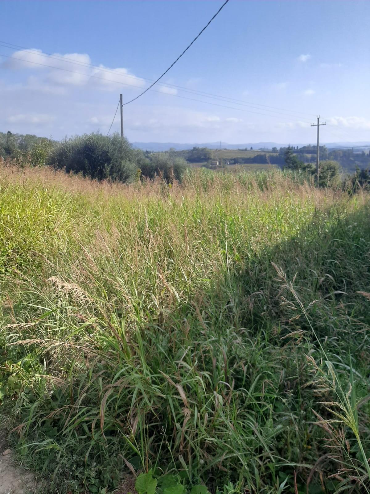 Terreno edif. residenziale in vendita a Terricciola