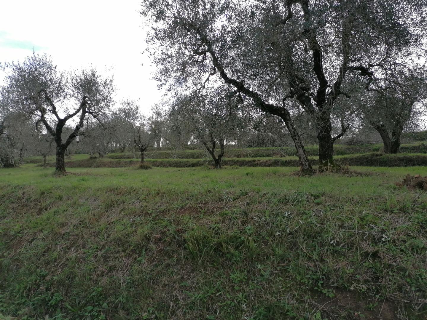 Agricultural plot for sale in Casciana Terme Lari (PI)