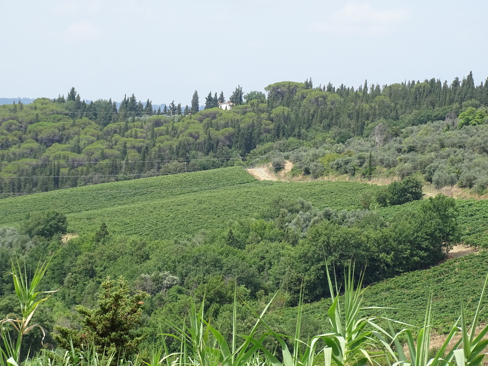 Terreno agricolo in vendita a Greve in Chianti (FI)