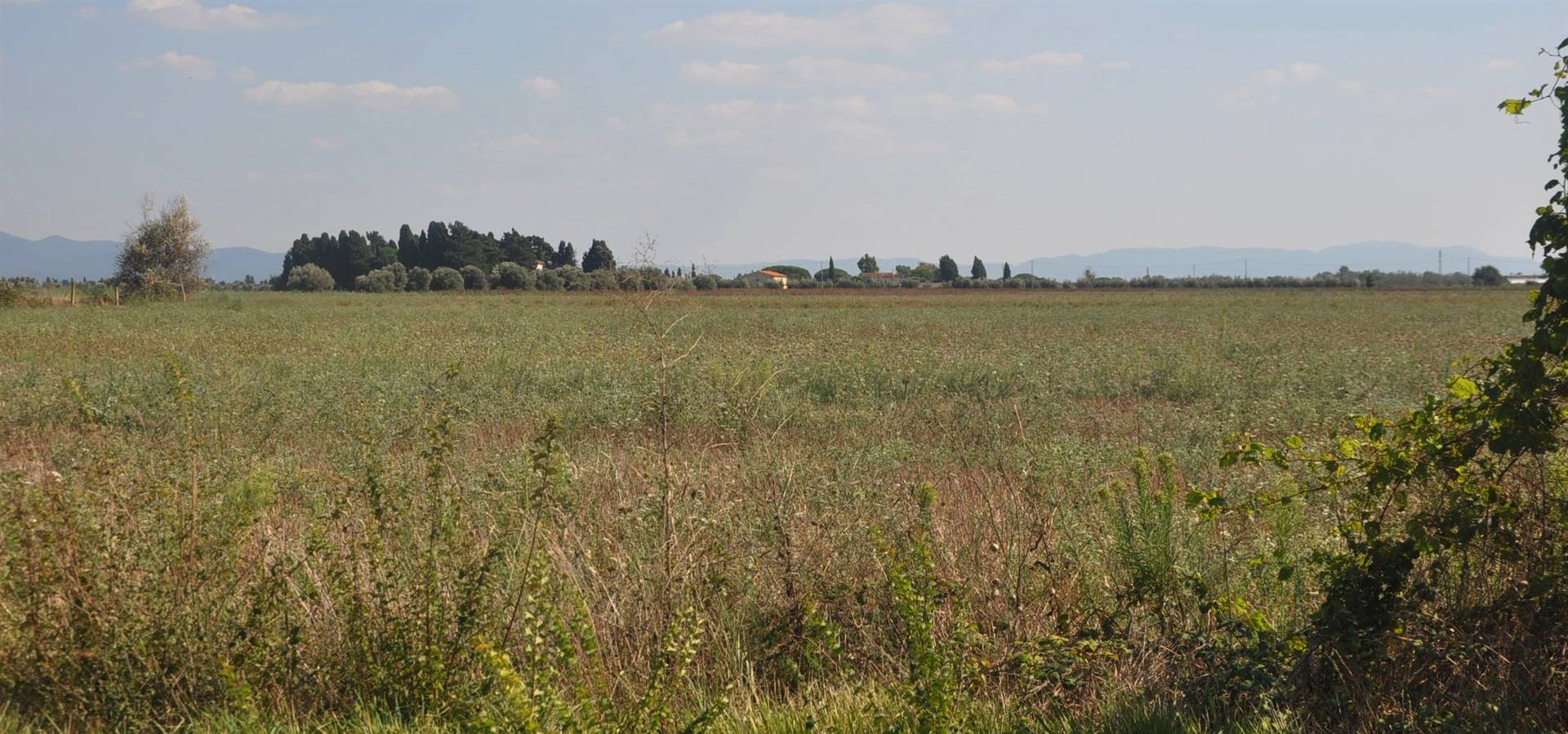 Terreno agricolo in vendita a Rosignano Marittimo (LI)