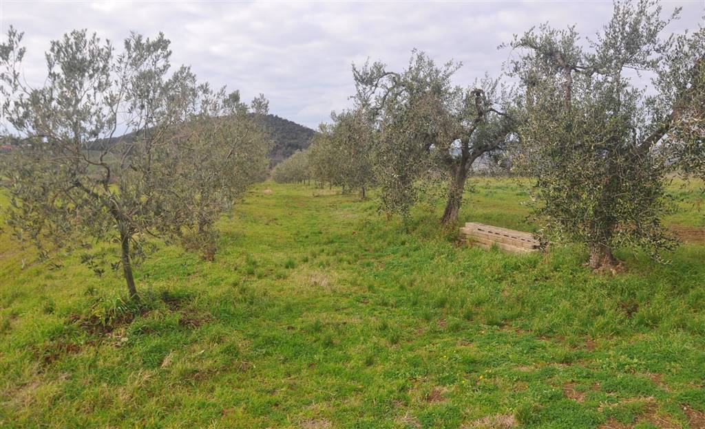 Terreno agricolo in vendita a Castellina Marittima (PI)