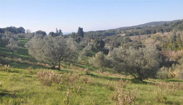 Terreno agricolo in vendita a Rosignano Marittimo (LI)