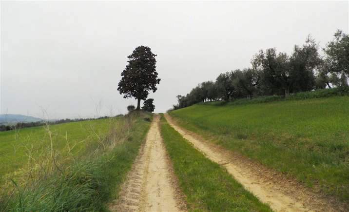 Azienda agricola in vendita a Rosignano Marittimo (LI)