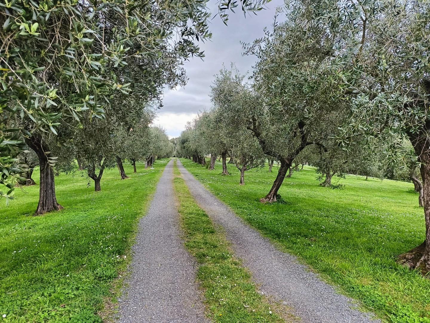 Villa - Pisa (4/28)