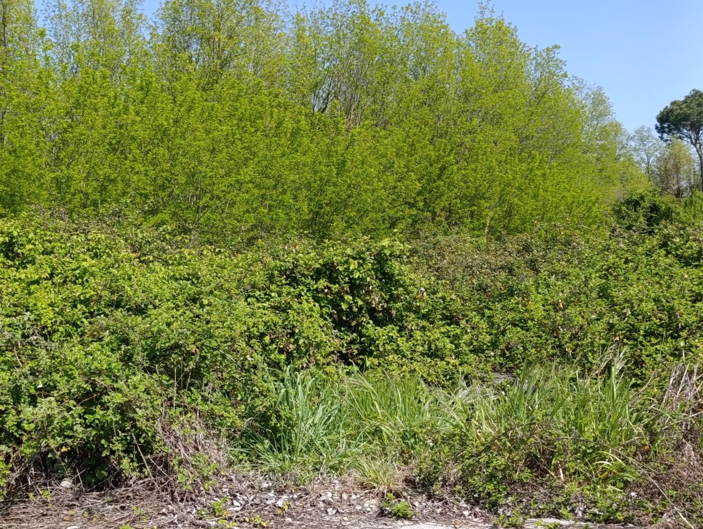 Terreno edif. residenziale in vendita a Castelfranco di Sotto