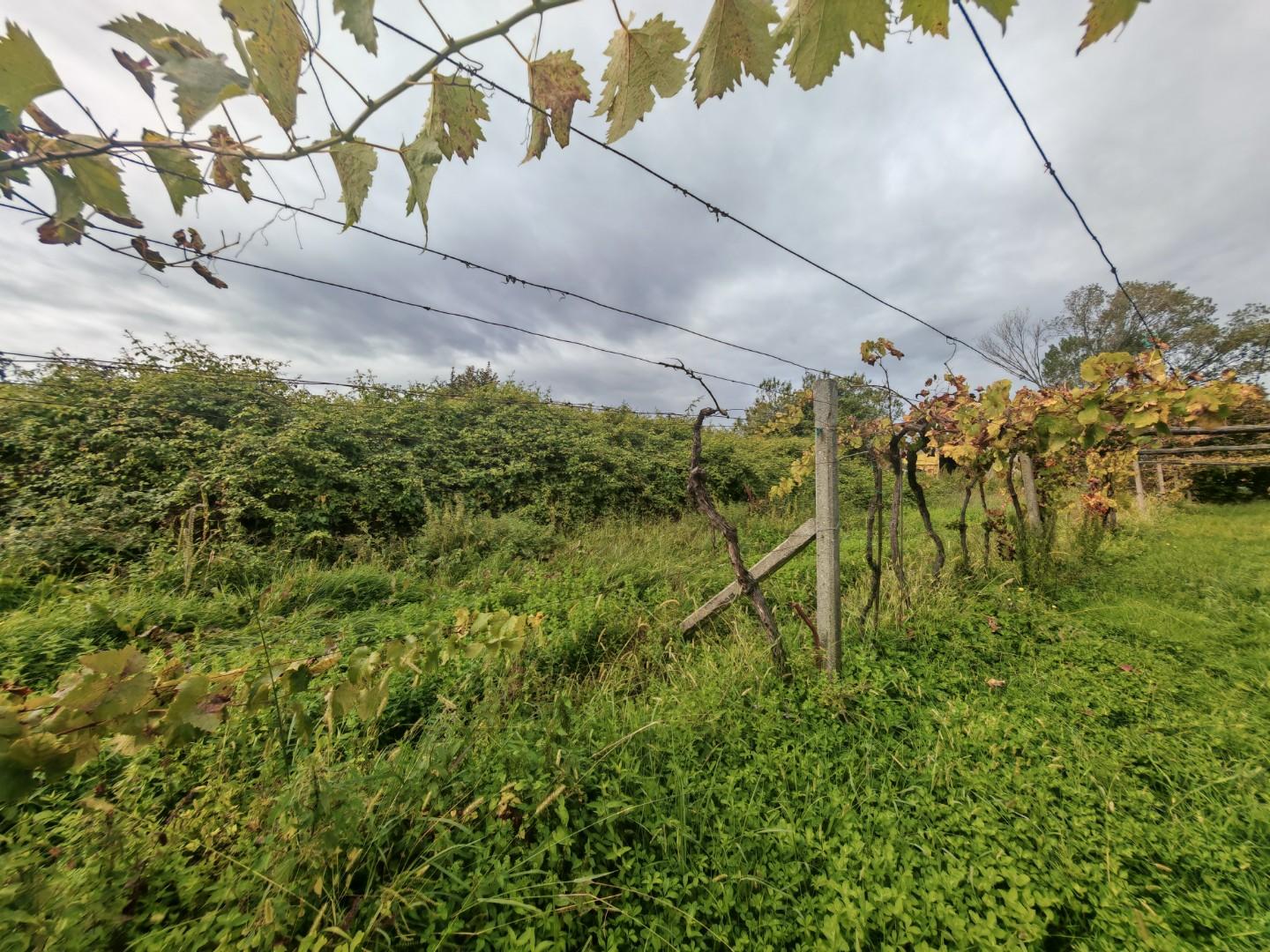 Terreno agricolo in vendita a Carrara