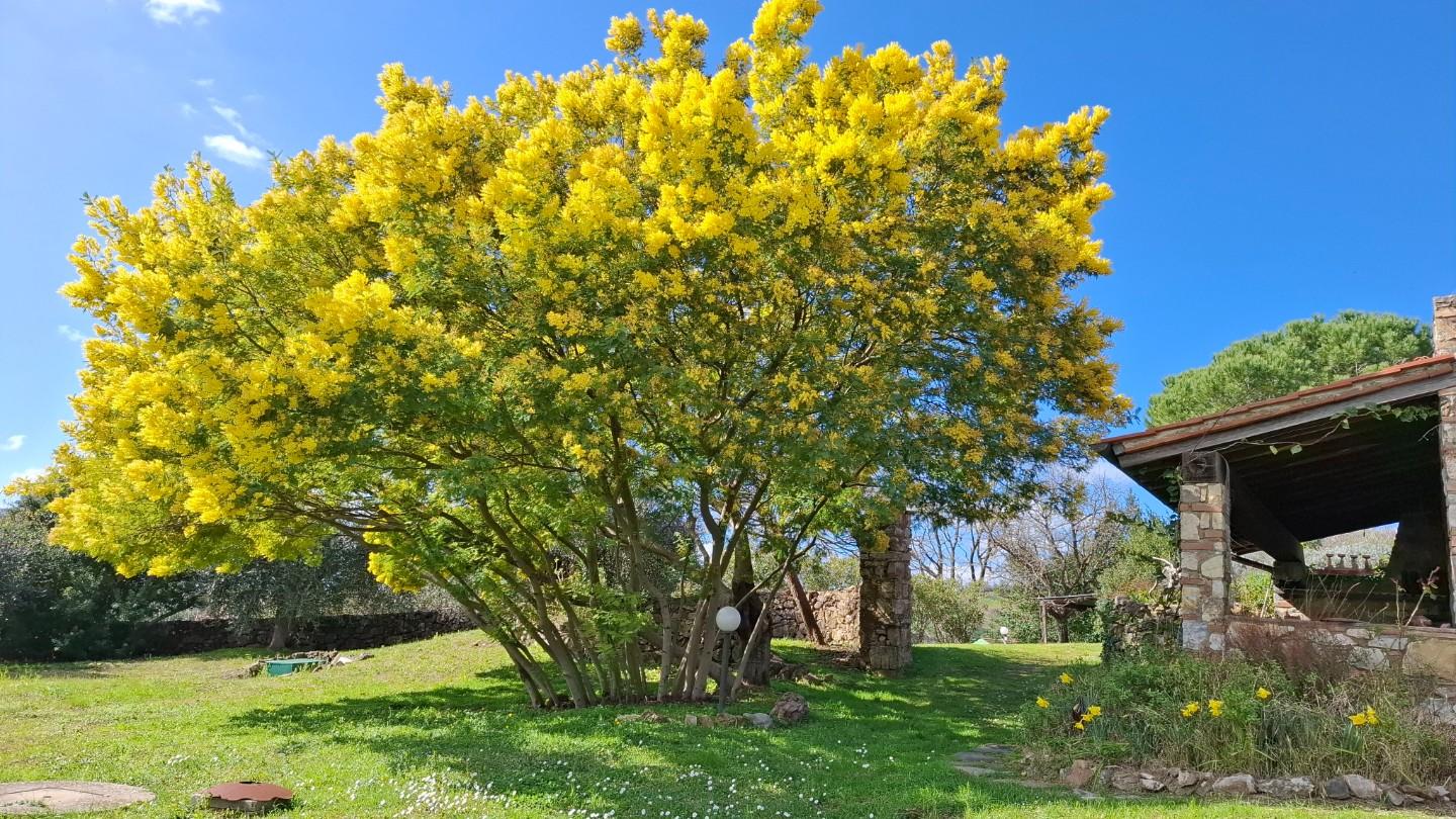 Rustico - Giuncarico, Gavorrano (60/66)