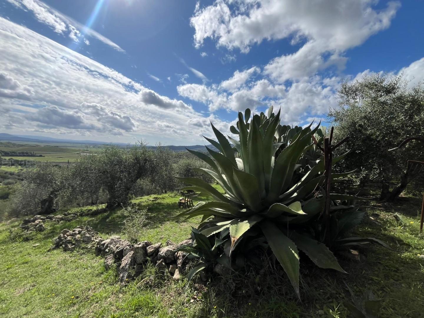 Rustico - Giuncarico, Gavorrano (18/66)