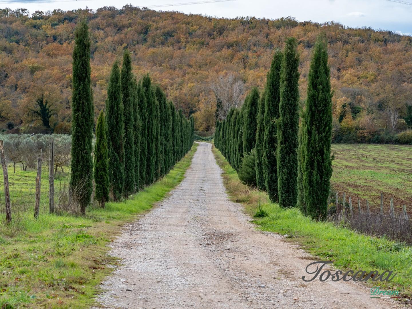 Rustico - Massa Marittima (15/115)