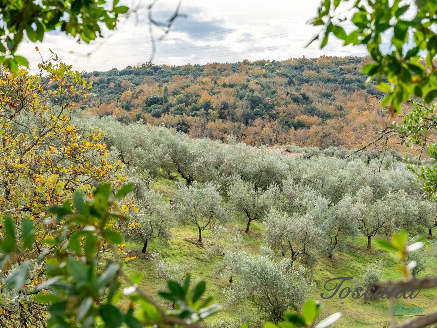 Rustico - Massa Marittima (19/115)