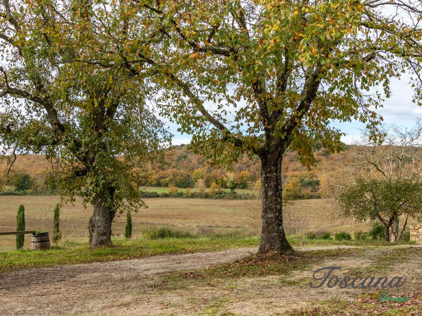 Rustico - Massa Marittima (18/115)