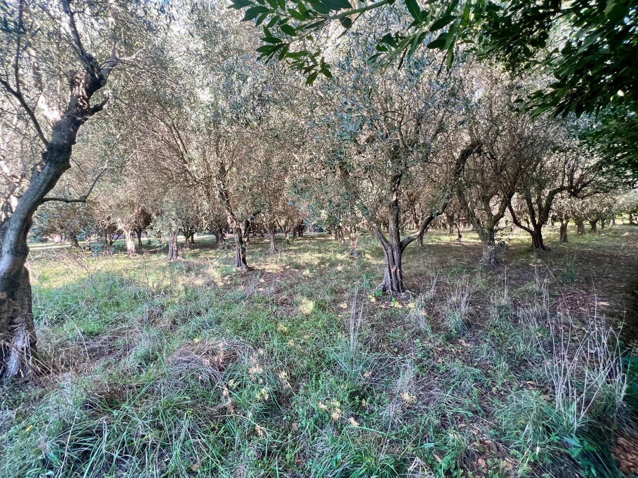 Villa - Colignola, San Giuliano Terme (32/32)