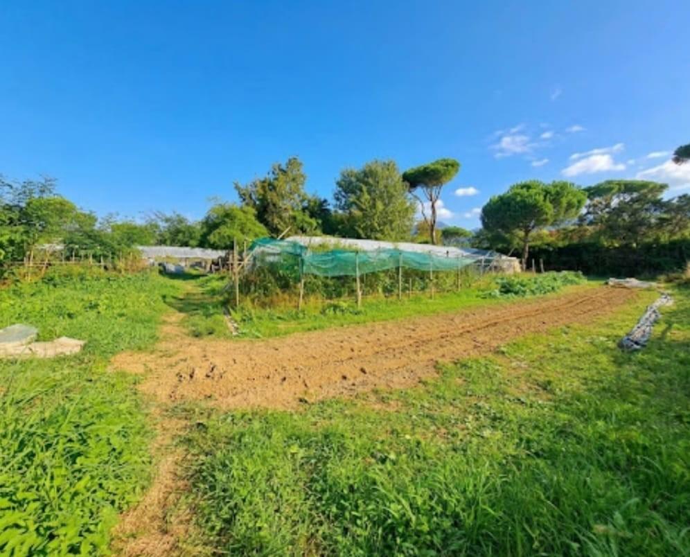 Terreno agricolo in vendita a Massa