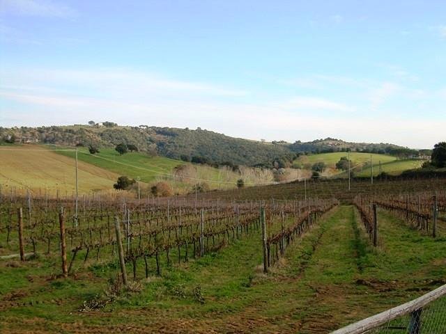 Azienda agricola in vendita a Grosseto