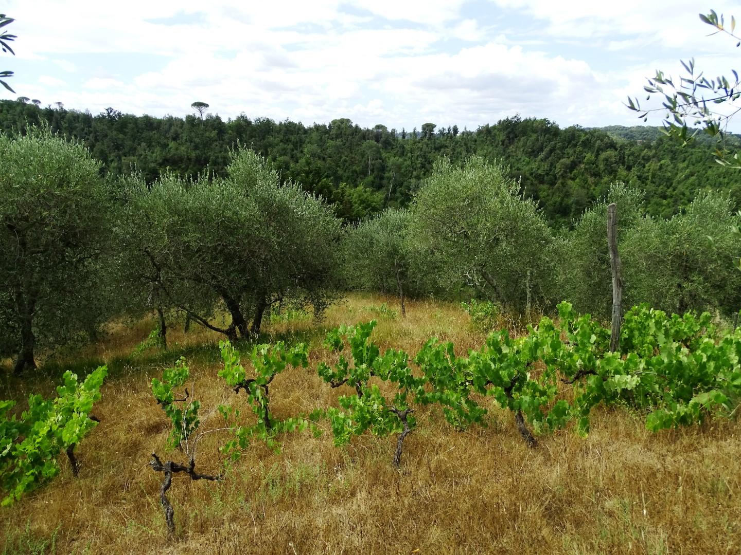 Annesso agricolo in vendita a San Miniato