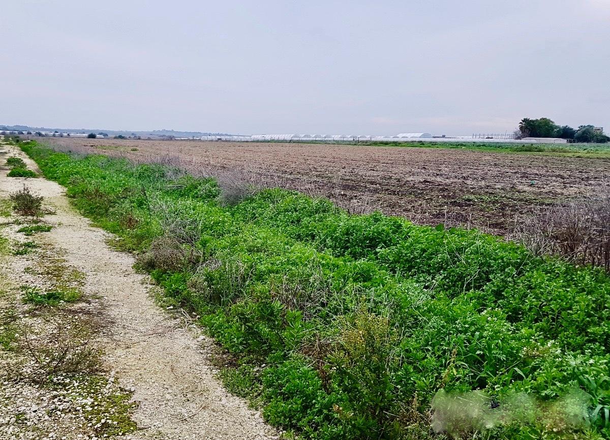 Terreno agricolo in vendita a Calcinaia (PI)