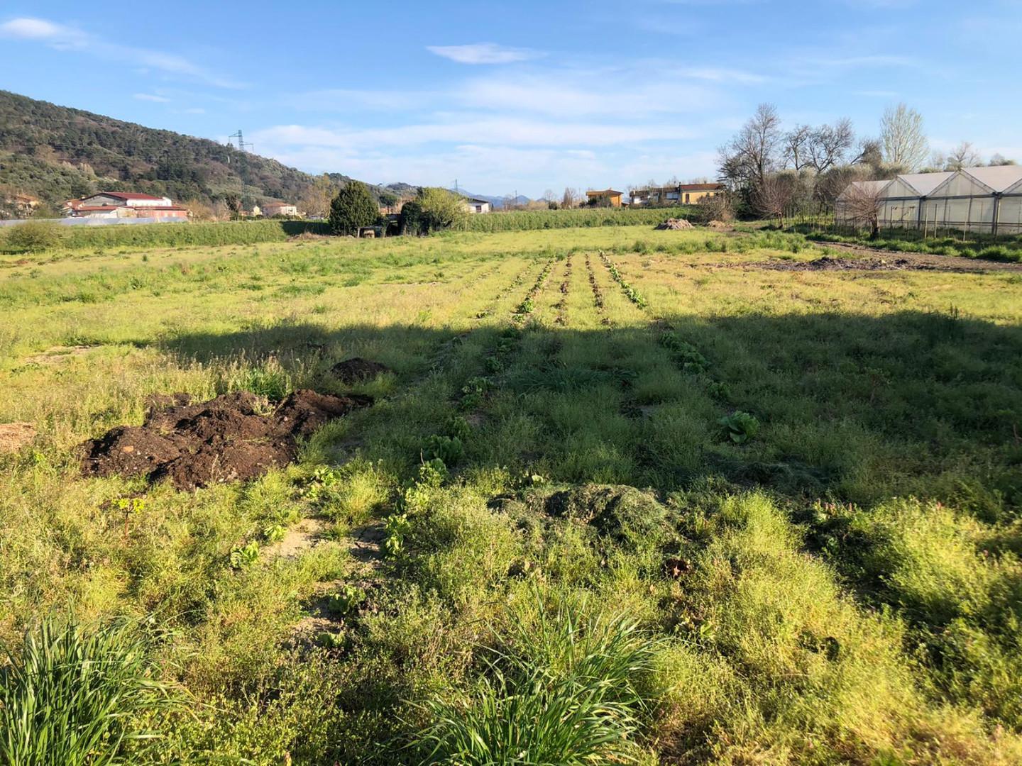 Terreno agricolo in vendita a Piano Di Mommio, Massarosa (LU)