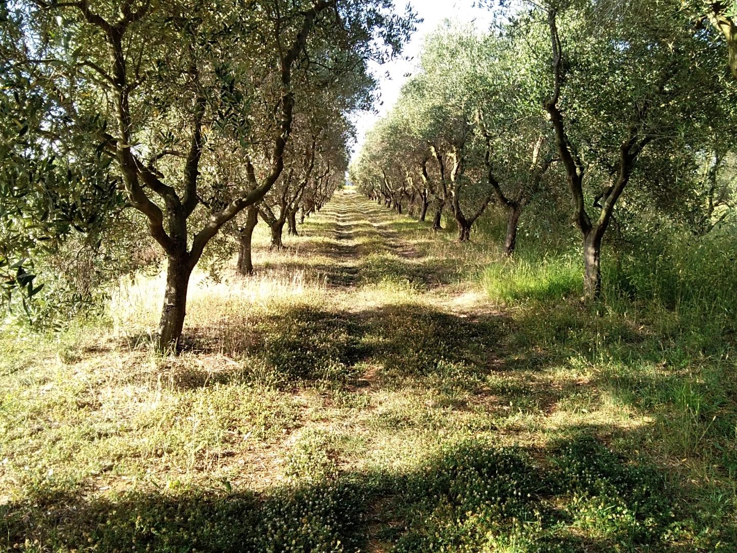 Agricultural plot for sale in Piombino (LI)