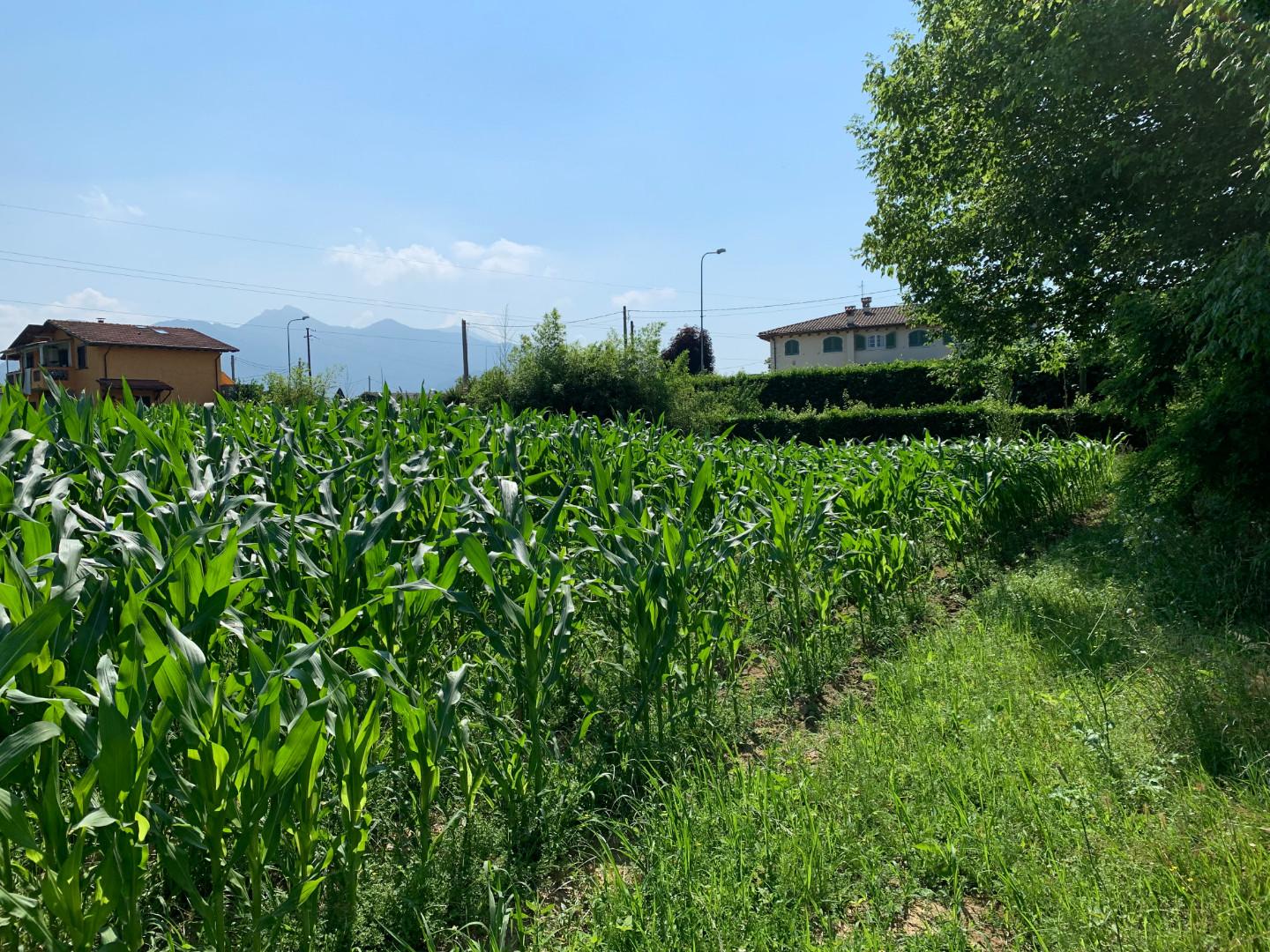 Terreno agricolo in vendita - Pietrasanta
