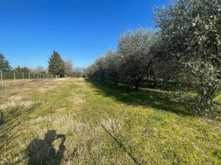 Terreno agricolo in vendita a Capannori (LU)