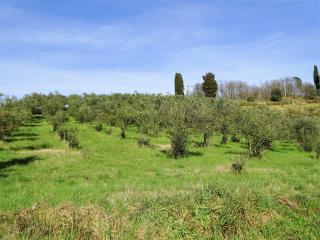 Azienda agricola in vendita a San Miniato