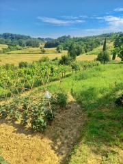 Terreno agricolo in vendita a Castelfiorentino (FI)