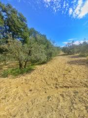 Terreno agricolo in vendita a Castelfiorentino (FI)