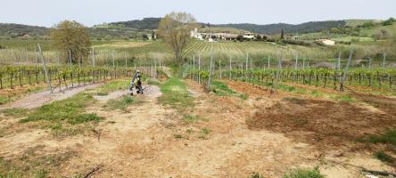 Terreno agricolo in vendita a Magliano In Toscana (GR)