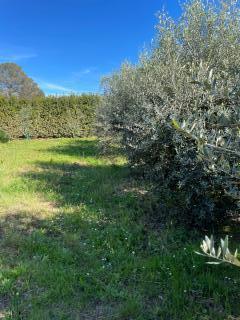 Terreno agricolo in vendita a Collinaia, Livorno (LI)