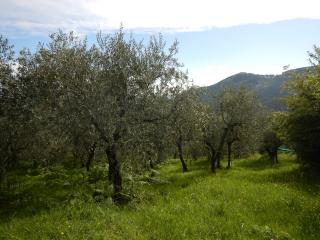 Terreno agricolo in vendita a Ruota, Capannori (LU)