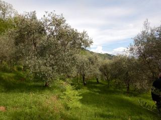 Terreno agricolo in vendita a Ruota, Capannori (LU)