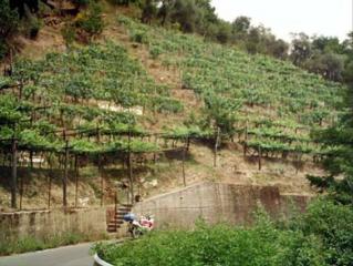 Terreno agricolo in vendita a Fontia, Carrara (MS)