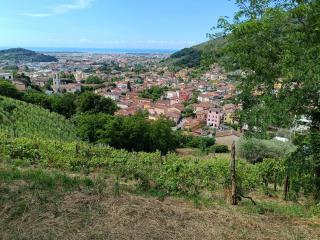 Terreno agricolo in vendita a Carrara