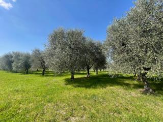 Terreno agricolo in vendita a Colle di Val d'Elsa