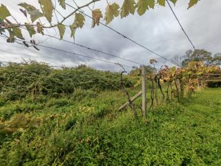 Terreno agricolo in vendita a Carrara