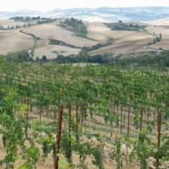 Azienda agricola in vendita a San Quirico d'Orcia