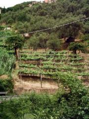 Terreno agricolo in vendita a Fontia, Carrara (MS)