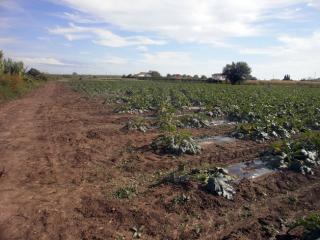 Terreno agricolo in vendita a San Lazzaro, Sarzana (SP)