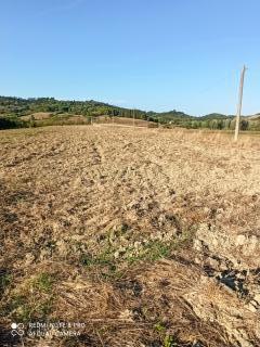 Azienda agricola in vendita a Palaia (PI)