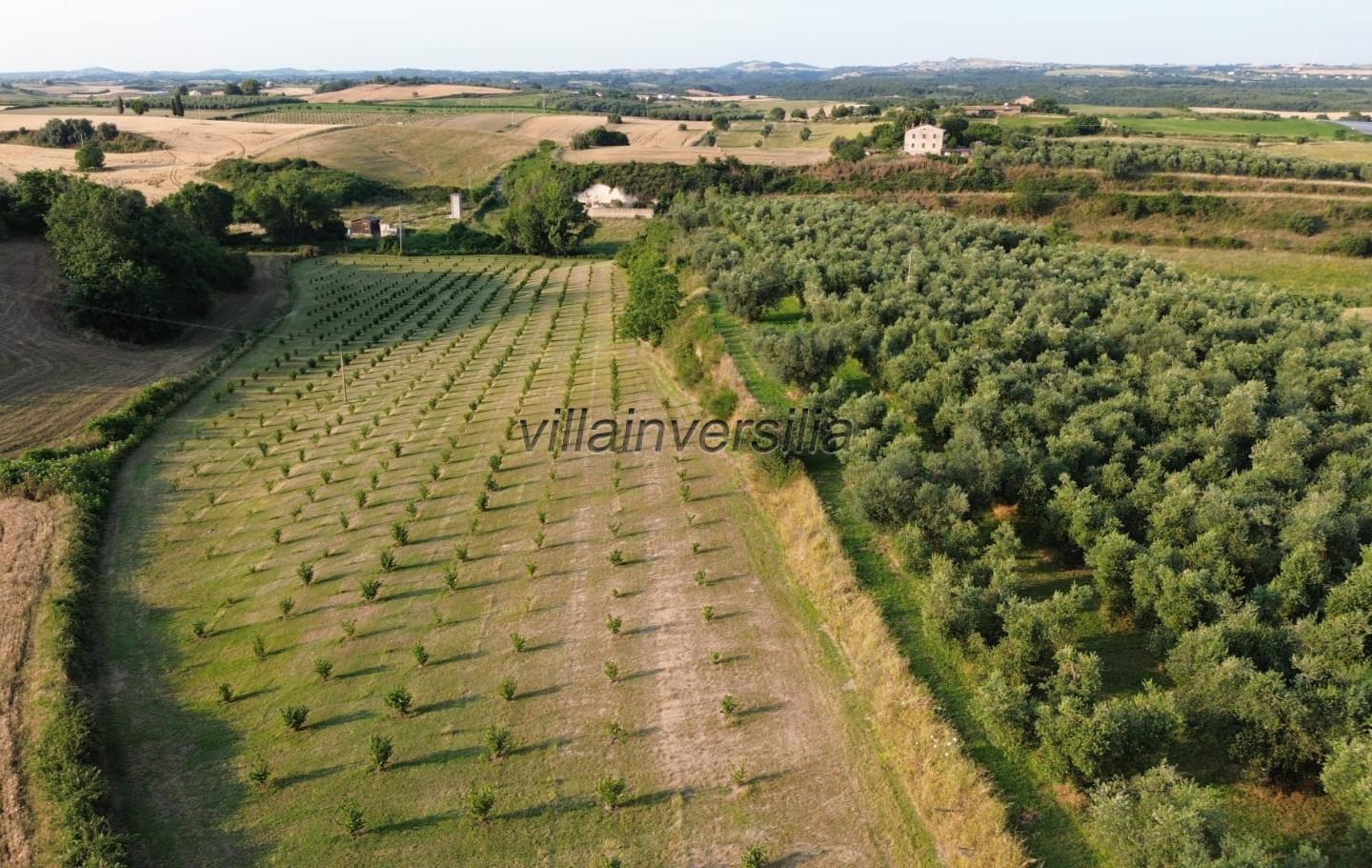 Agricultural plot in Canino